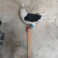 دوکت سیاه پلاکی نر