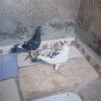 دو عدد جنگی نر|پرنده|شیروان (خراسان), |دیوار