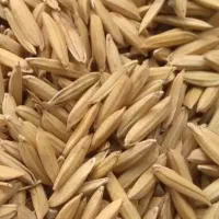 بذر ندا از پارسال مادری پایه کوتاه