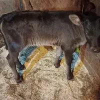 لیشه شیرخوار