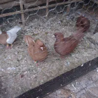 کله شستی کبود/سرخ بوتو/پشت سرخ