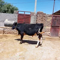 دو عدد گوساله