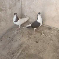 کبوتر کله شهری|پرنده|شیراز, باغ تخت|دیوار