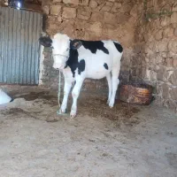 گوساله|حیوانات مزرعه|هندمینی, |دیوار
