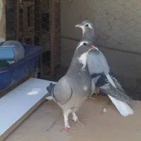 کفتر|پرنده|اصفهان, لاله|دیوار