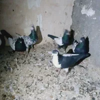 کبوتر رنگه|پرنده|قوچان, |دیوار