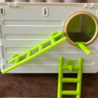 لانه عروس هلندی نو به همراه پوشال کف لانه