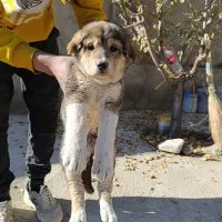 واگذاری توله سگ|سگ|تهران, خانی‌آباد|دیوار