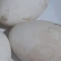 تخم قوقاز ۶۰ هزار هر چند تعداد بخاهید