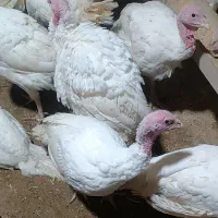 بوقلمون گوشتی ارگانیک