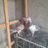 نرو ماده های ضمانتی فقط۱بار خرید کن|پرنده|کاشان, آیت الله سعیدی|دیوار