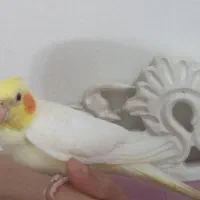 عروس هلندی لوتیونو