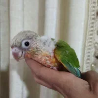 جوجه طوطی گرینچیک سرلاکی