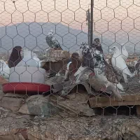 کبوتر مولد سالم ۴۴عدد