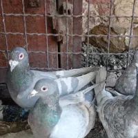 پلاکی گوره طااوسی رمادی|پرنده|اهواز, نیوساید|دیوار