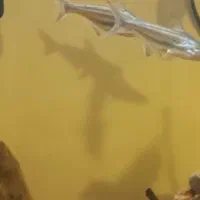 ماهی پنکوسی