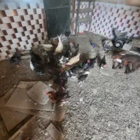 چندعددمرغ وخروس فرفری وساده درروستای گرگر|حیوانات مزرعه|چمران, |دیوار