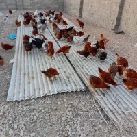 مرغ خروس گلپایگان|حیوانات مزرعه|هشتگرد, شهرک وحدت|دیوار
