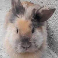 خرگوش پشمالو کاملا دستی