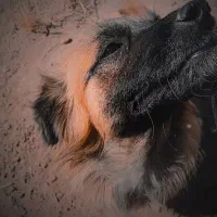 سگ پاکوتاه زبون فهم|سگ|شاهرود, |دیوار