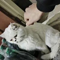 2 عدد گربه پرشین