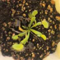 ونوس حشره خوار مناسب خاص پسند ها|گل و گیاه طبیعی|سامان, |دیوار