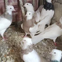 کبوتر طوقی|پرنده|سنندج, |دیوار