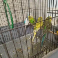مرغ عشق|پرنده|چهاردانگه (تهران), |دیوار