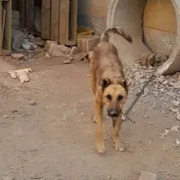 سگ سرابی|سگ|تبریز, |دیوار