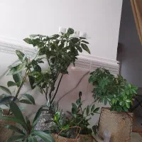 فروش گلهای آپارتمانی و باغچه ای