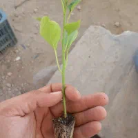 نشا فلفل