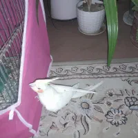 جفت عروس هلندی|پرنده|خمینیشهر, |دیوار