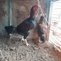 خروس لاری افغانی اصیل|حیوانات مزرعه|قائم‌شهر, |دیوار