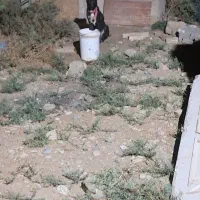 سگ نگهبان|سگ|جوادآباد, |دیوار