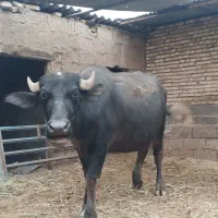 گاومیش آبستن