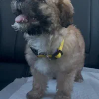 سگ شیتزو کراس