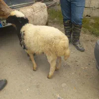 گوسفند و بره نر