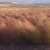 جارو|لوازم نظافت|اسلام‌‌آباد غرب, |دیوار