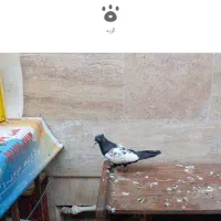 کبوتر|پرنده|گرگان, |دیوار