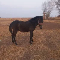 اسب نر|اسب و تجهیزات اسب‌سواری|مرند, |دیوار