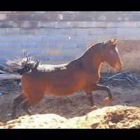 خریدار مادیان سواری دار  پالونی
