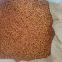 گندم دیم|خدمات باغبانی و درختکاری|سنندج, |دیوار