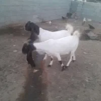 سلام ۲تاگیسه پتیری اصل به فروش می رود