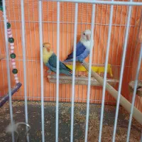 طوطی برزیلی|پرنده|مهریز, |دیوار