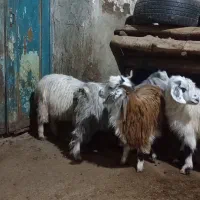 ۴راس بزغاله