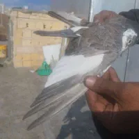 دو عدد دوکت نر|پرنده|سنندج, |دیوار