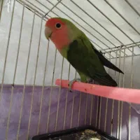 فروش فوری باهم میدم طوطی و مرغ عشق رو