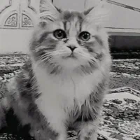 گربه پرشین