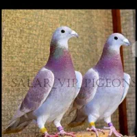 گروه چاشنی و رنگی بازها|پرنده|بجنورد, |دیوار