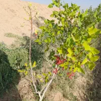 زمین کشاورزی  وباغی|فروش دفتر صنعتی، کشاورزی، تجاری|حبیب آباد, |دیوار